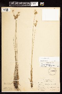 Juncus interior image