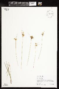 Juncus interior image