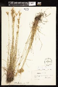 Juncus interior image