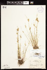 Juncus interior image