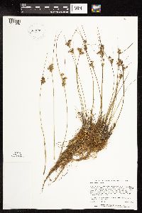 Juncus interior image