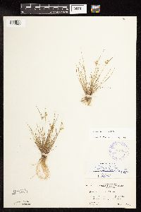 Juncus interior image