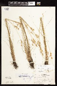 Juncus interior image