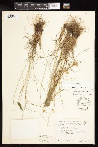 Juncus interior image