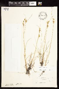 Juncus interior image