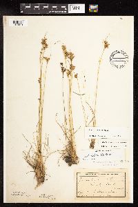 Juncus interior image