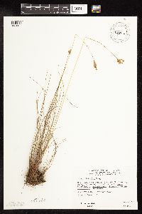 Juncus interior image