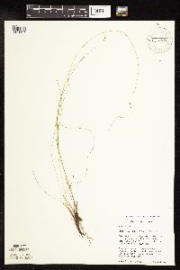 Juncus interior image