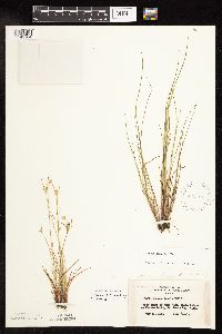 Juncus interior image