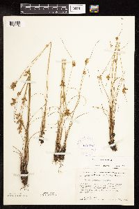 Juncus interior image