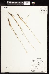 Juncus interior image