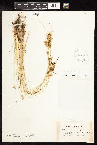 Juncus interior image