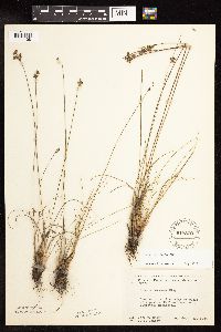 Juncus interior image