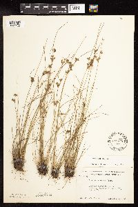 Juncus interior image