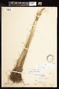 Juncus interior image