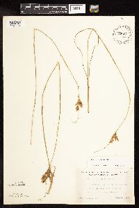 Juncus interior image