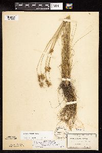 Juncus interior image