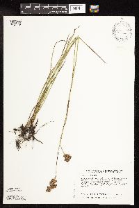 Juncus longistylis image