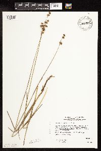 Juncus longistylis image
