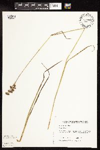 Juncus longistylis image