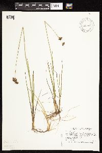 Juncus longistylis image