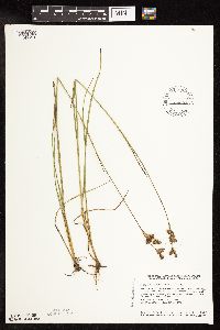Juncus longistylis image