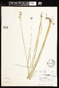 Juncus longistylis image
