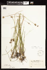 Juncus longistylis image