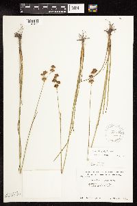 Juncus longistylis image