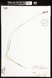 Juncus longistylis image
