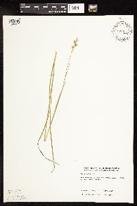 Juncus longistylis image