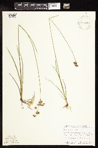Juncus longistylis image