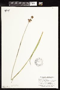 Juncus longistylis image