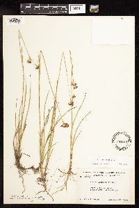 Juncus longistylis image