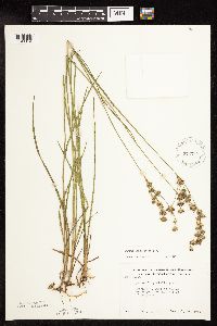 Juncus longistylis image