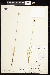 Juncus longistylis image