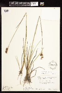 Juncus longistylis image