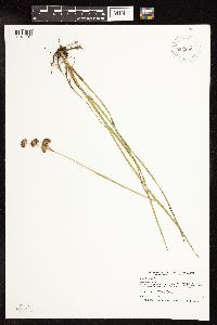 Juncus longistylis image