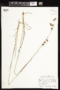 Juncus longistylis image