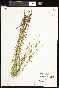 Image of Juncus nodosus