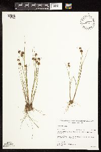 Sparganium fluctuans image