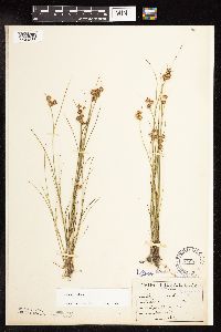 Juncus nodosus image
