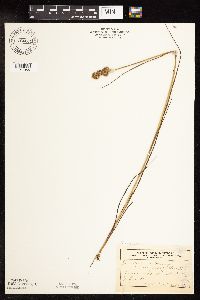 Juncus nodosus image