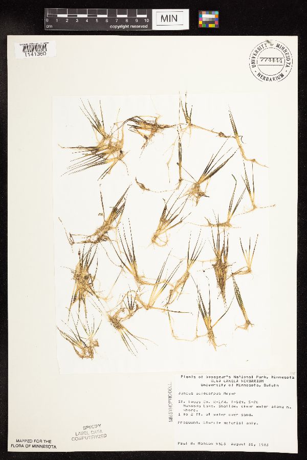 Juncus pelocarpus image