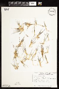 Image of Juncus pelocarpus