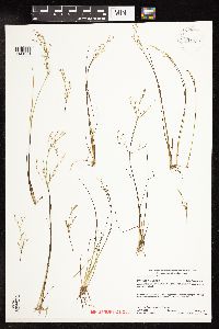 Juncus pelocarpus image