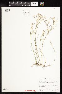 Juncus pelocarpus image