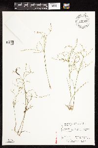 Juncus pelocarpus image