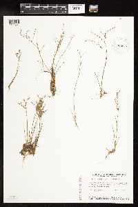 Juncus pelocarpus image