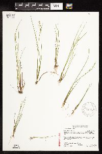 Juncus pelocarpus image